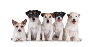 Farklı yaş ve renklerde 5 sıra Jack Russel köpeği. Yan yana oturuyoruz. Herkes kameraya bakıyor. Beyaz bir arkaplanda izole edilmiş.