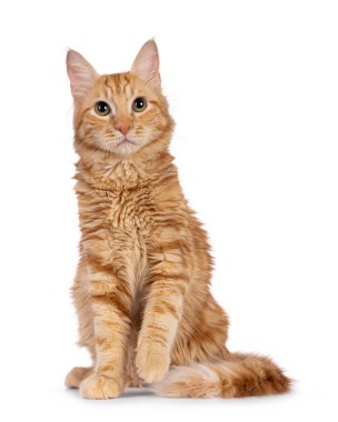 Genç Afrodit 'in Dev Uzun Saçlı, nam-ı diğer Kiris kedisi, önde oturuyor. Doğrudan kameraya bakıyorum. Beyaz bir arkaplanda izole edilmiş.