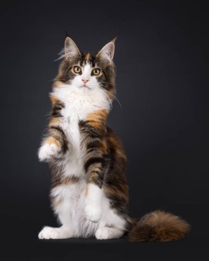 Tatlı, genç Tortie Maine Rakun kedisi, arka pençeleri üzerinde mirket gibi oturuyor. Kameraya doğru bakıyorum. Siyah bir arkaplanda izole edilmiş.