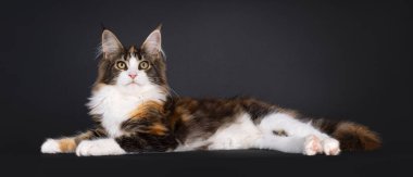 Güzel, genç Tortie Maine Rakun kedi, yan yatıyordu. Kameraya doğru bakıyorum. Siyah bir arkaplanda izole edilmiş.