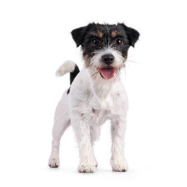 Önünde duran sevimli genç Jack Russel köpek yavrusu. Ağzı açık, dili açık ve doğrudan kameraya bakıyor. beyaz arkaplanda izole edilmiş.
