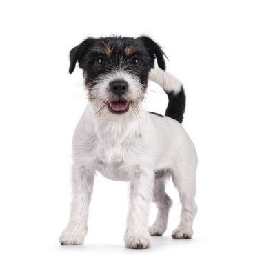 Önünde duran sevimli genç Jack Russel köpek yavrusu. Ağız açık ve doğrudan kameraya bakıyor. beyaz arkaplanda izole edilmiş.