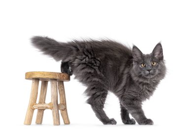 Görkemli mavi Maine Rakun kedi yavrusu, küçük tahta tabureden yan adımlar atıyor. Altın gözlerle doğrudan kameraya bakıyor. Beyaz bir arkaplanda izole edilmiş.