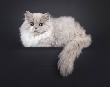 Şirin, pofuduk, uzun tüylü kedi yavrusu, kenarlarda yatıyor. Doğrudan kameraya bakıyorum. Siyah bir arkaplanda izole edilmiş.