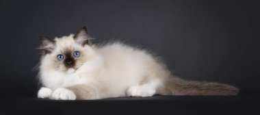 Paçavracı kedi yavrusu kedi yavrusunu yanına aldı, yan yattı. Doğrudan objektife bakıyorum. Tipik delici mavi gözler..