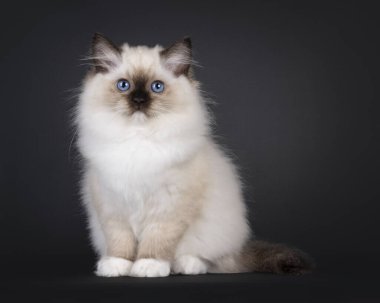 Mühür, Ragdoll kedi yavrusunu öne doğru otururken yakalamış. Doğrudan objektife bakıyorum. Tipik delici mavi gözler..