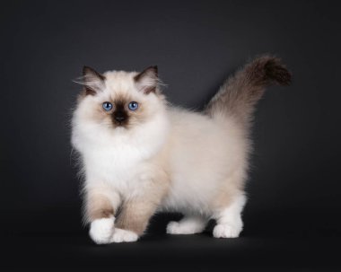Yavru kedi yavrusu fok balığı kameraya doğru yürüyordu. Doğrudan objektife bakıyorum. Tipik delici mavi gözler..