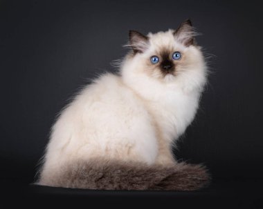 Paçavracı kedi yavrusu kedi yavrusu, yan yana oturuyor. Doğrudan objektife bakıyorum. Tipik delici mavi gözler..