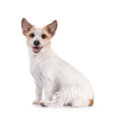 Gülümseyen Jack Russel köpeği, yan yana oturuyor. Kameraya doğru bakıyorum. Ağzını aç, dilini çıkar. Beyaz bir arkaplanda izole edilmiş.