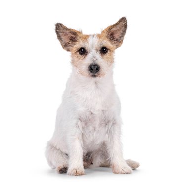 Gülümseyen Jack Russel köpeği, yüzü önde oturuyor. Kameraya doğru bakıyorum. Ağız kapalı. Beyaz bir arkaplanda izole edilmiş.