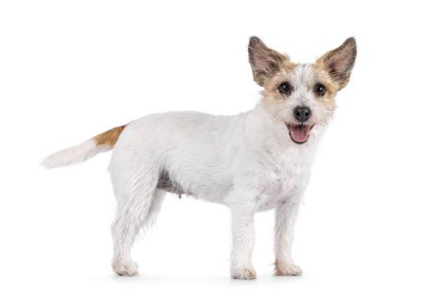 Gülümseyen Jack Russel köpeği, yan yana duruyor. Kameraya doğru bakıyorum. Ağzını aç, dilini çıkar. Beyaz bir arkaplanda izole edilmiş.