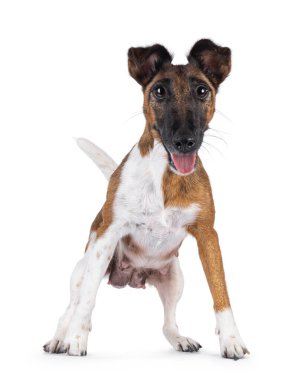 Tatlı hemşire Smooth Fox Terrier köpeği anne, yüzün önde duruyor ve zıplamaya ve meme uçlarını göstermeye hazır. Kameraya doğru bak. Ağzını aç ve dilini çıkar. Beyaz bir arkaplanda izole edilmiş.