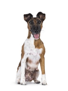 Pretty nursing Smooth Fox Terrier dog mom, sitting up facing front showing nipples. Lookign towards camera. Mouth open and tongue out. Isolated on a white background. clipart