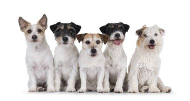 Farklı yaş ve renklerde 5 sıra Jack Russel köpeği. Yan yana oturuyoruz. Herkes kameraya bakıyor. Beyaz bir arkaplanda izole edilmiş.