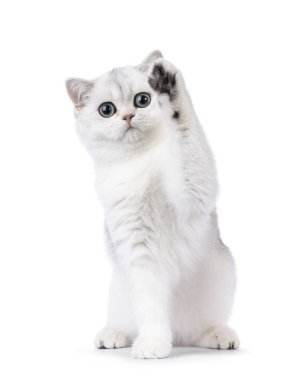 Gölgeli İngiliz Shorthair kedi yavrusu, bir pençesi havada sallanarak önde oturuyor. Kameraya doğru bakıyorum. Beyaz bir arkaplanda izole edilmiş.