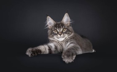 Yakışıklı mavi Maine Con kedi yavrusu, kenarda asılı yatıyor. Doğrudan kameraya bakıyorum. Siyah bir arkaplanda izole edilmiş.