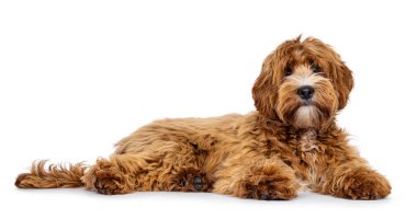 Adorable young labradoodle dog pup with white spots, laying down side ways. Looking towards camera. Isolated on a white background. clipart