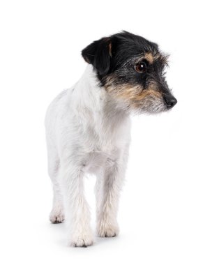Şirin kıdemli Jack Russel köpeği, önde duruyor. Kameradan uzağa bakıyorum. Beyaz bir arkaplanda izole edilmiş.