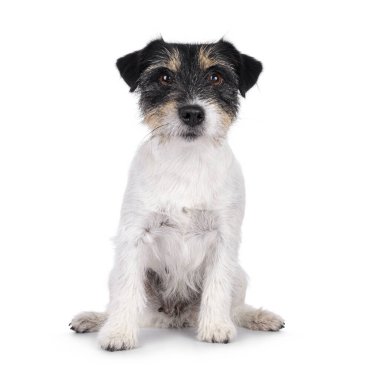 Şirin kıdemli Jack Russel köpeği, yüzü önde oturuyor. Doğrudan kameraya bakıyorum. Beyaz bir arkaplanda izole edilmiş.