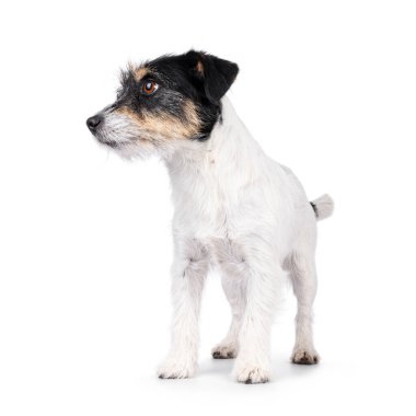 Şirin kıdemli Jack Russel köpeği, önde duruyor. Kameradan uzağa bakıyorum. Beyaz bir arkaplanda izole edilmiş.