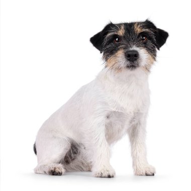 Şirin kıdemli Jack Russel köpeği, yan yana oturuyor. Doğrudan kameraya bakıyorum. Beyaz bir arkaplanda izole edilmiş.