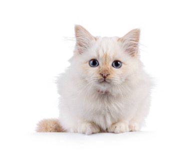 Sevimli kırmızı nokta Kutsal Birman kedisi kedi yavrusu, yüz üstü uzanıyor. Özel mavi gözleriyle kameraya doğru bakıyor. Beyaz bir arkaplanda izole edilmiş.