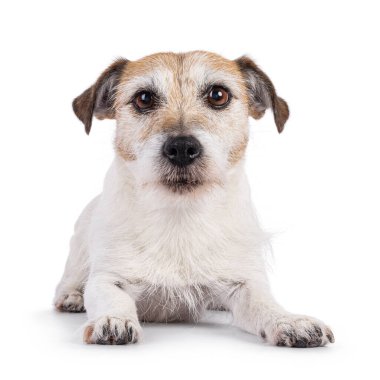 Sevimli yaşlı Jack Russell köpeği, yüz üstü yere yatıyor. Doğrudan kameraya bakıyorum. Beyaz bir arkaplanda izole edilmiş.