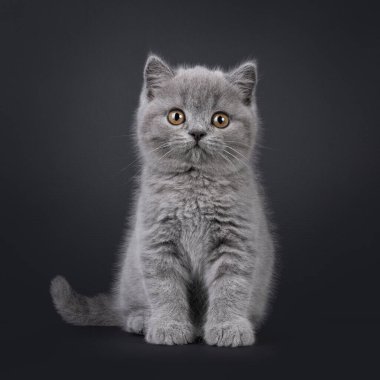 Sevimli mavi İngiliz Shorthair kedi yavrusu, önde oturuyor. Güzel yuvarlak gözlerle doğrudan kameraya bakıyor. Siyah bir arkaplanda izole edilmiş.
