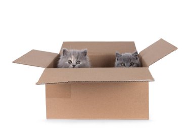 Kahverengi karton kutuda oturan 2 sevimli İngiliz kısa ve uzun saçlı kedi yavrusu. Kenardan kameraya doğru bakıyor. Beyaz bir arkaplanda izole edilmiş.