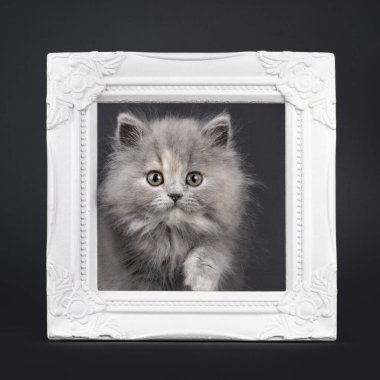 Adorable blue tortie British Longhair kitten, about to step through empty frame. Looking towards camera with sweet expression. Isolated on a black background. clipart