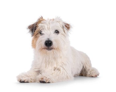 Beyaz Jack Russell köpeğiyle mutlu kahverengiler, yan yatıyorlar. Kameraya doğru bakarken ağzı kapalı. Beyaz bir arkaplanda izole edilmiş.