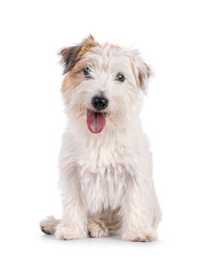 Beyaz Jack Russell köpeğiyle mutlu kahverengi, yüzü önde oturuyor. Dili dışarıda kameraya doğru bakıyor. Beyaz bir arkaplanda izole edilmiş.
