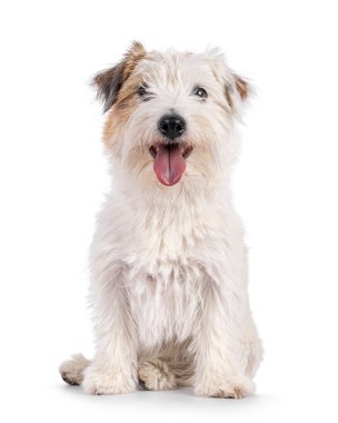 Beyaz Jack Russell köpeğiyle mutlu kahverengi, yüzü önde oturuyor. Dili dışarıda kameraya doğru bakıyor. Beyaz bir arkaplanda izole edilmiş.