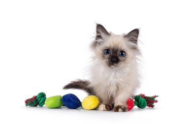 Adorable Sacred Birman cat kitten, witth funny out of bed look, standing over christmas lights shapes toys. Looking straight to camera. Isolated on white background. clipart