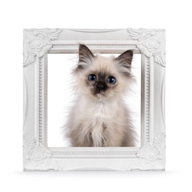 Sevimli Kutsal Birman kedisi kedi yavrusu, yataktan kalkmış komik bir bakış, beyaz fotoğraf çerçevesinde oturuyor. Doğrudan kameraya bakıyorum. Beyaz arkaplanda izole.