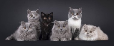 İngiliz Long ve Shorthair kedi yavrularından oluşan bir grup mükemmel sırada yan yana oturup yatıyorlar. Herkes kameraya bakıyor. Siyah bir arkaplanda izole edilmiş.