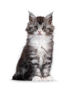 Yüzü önde oturan sevimli çokdilli Maine Rakun kedisi. Doğrudan kameraya bakıyorum. Beyaz bir arkaplanda izole edilmiş.