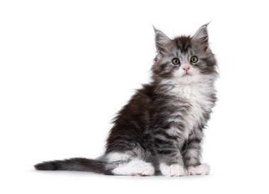 Şirin çokdilli Maine Rakun kedi yavrusu, yan yana oturuyor. Doğrudan kameraya bakıyorum. Beyaz bir arkaplanda izole edilmiş.