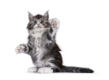 Şirin çokdilli Maine Rakun kedi yavrusu, arka pençelerinde polyester pençeler ve göbek gösteriyor. Kameranın üstüne bakıyorum. Beyaz bir arkaplanda izole edilmiş.