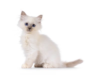 Şirin Kutsal Birman kedi yavrusu, yan yana oturuyor. Derin mavi gözlerle kameraya doğru bakıyor. Beyaz bir arkaplanda izole edilmiş.