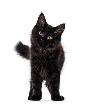 Siyah sevimli Rakun kedi yavrusu. Yüzü önde duruyor. Kameraya doğru başını eğerek bakıyor. Beyaz bir arkaplanda izole edilmiş.