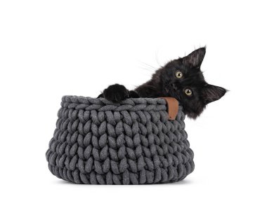 Gri örgü sepetinde oturan sevimli, sert, siyah Maine Rakunu kedi yavrusu. Başını öne eğ. Kameraya doğru bakıyorum. Beyaz bir arkaplanda izole edilmiş.