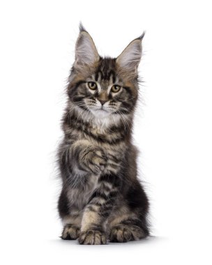 Tatlı Maine Rakunu kedi yavrusu, selam vermek için kaldırılmış bir şekilde önde oturuyor. Kameraya doğru bakıyor / beyaz bir arkaplanda izole edilmiş.