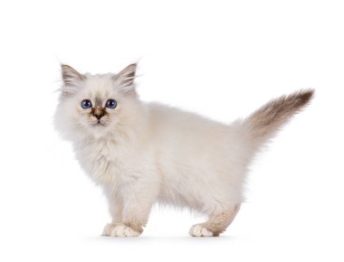 Yumuşak Kutsal Birman kedi yavrusu, yan yana duruyor. Güzel mavi gözlerle kameraya doğru bakıyor. Beyaz bir arkaplanda izole edilmiş.