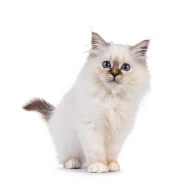 Öne bakan pofuduk kutsal Birman kedi yavrusu. Güzel mavi gözlerle kameraya doğru bakıyor. Beyaz bir arkaplanda izole edilmiş.