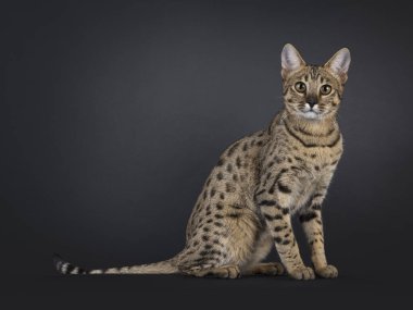 Gorgeous F7 Savannah cat, sitting up side ways. Looking attentive towards camera. Isolated on a black background. clipart