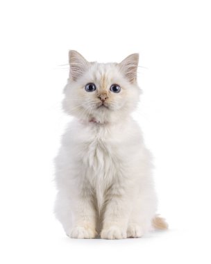 Sevimli kırmızı noktalı Kutsal Birman kedi yavrusu, yüzü önde oturuyor. Özel mavi gözleriyle kameraya doğru bakıyor. Beyaz bir arkaplanda izole edilmiş.