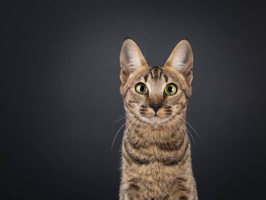 Önde oturan harika Savannah kedisinin kafasından. Dostane gözlerle kameraya bakıyor. Siyah bir arkaplanda izole edilmiş.