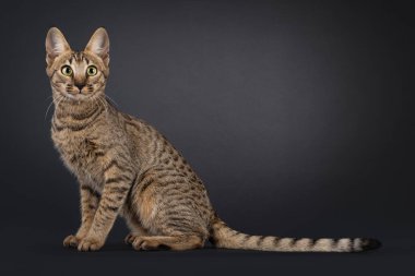 Fantastic young Savannah cat, sitting up side ways. Looking straight to camera with friendly eyes. Isolated on a black background. clipart