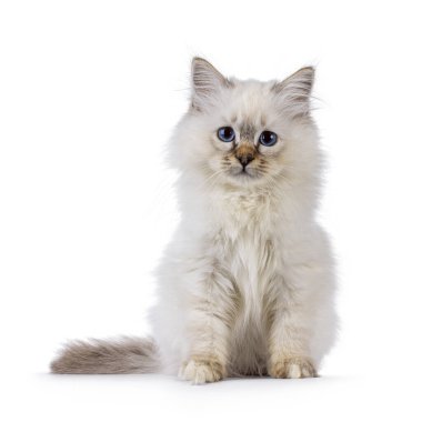 Sevimli Kutsal Birman kedi yavrusu, yüzü önde oturuyor. Mavili gözlerle doğrudan kameraya bakıyor. Beyaz bir arkaplanda izole edilmiş.